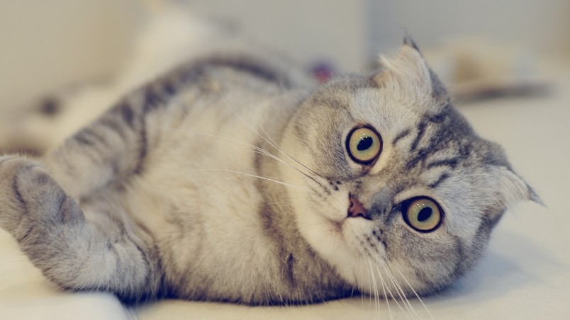 cute-scottish-fold-cat